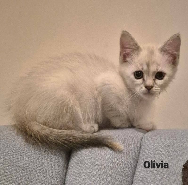 Olivia Olivia